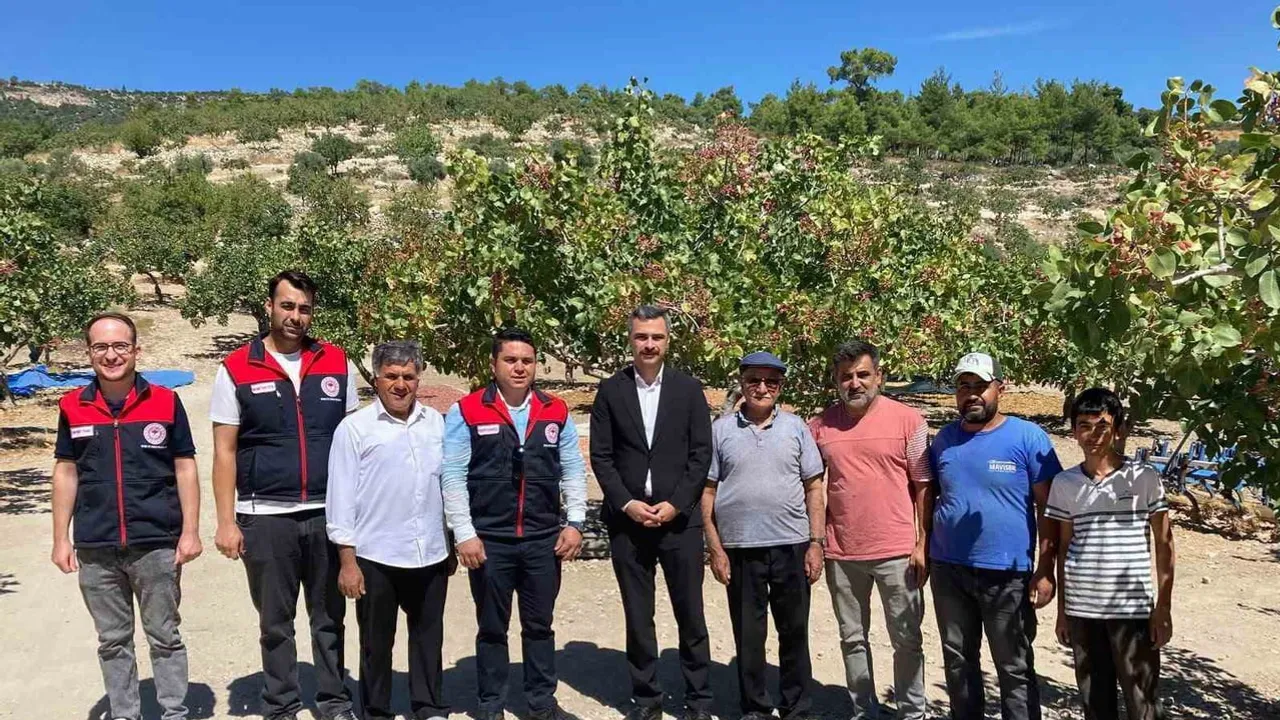 Güney’deki Antep fıstığı bahçesinde hasat sevinci