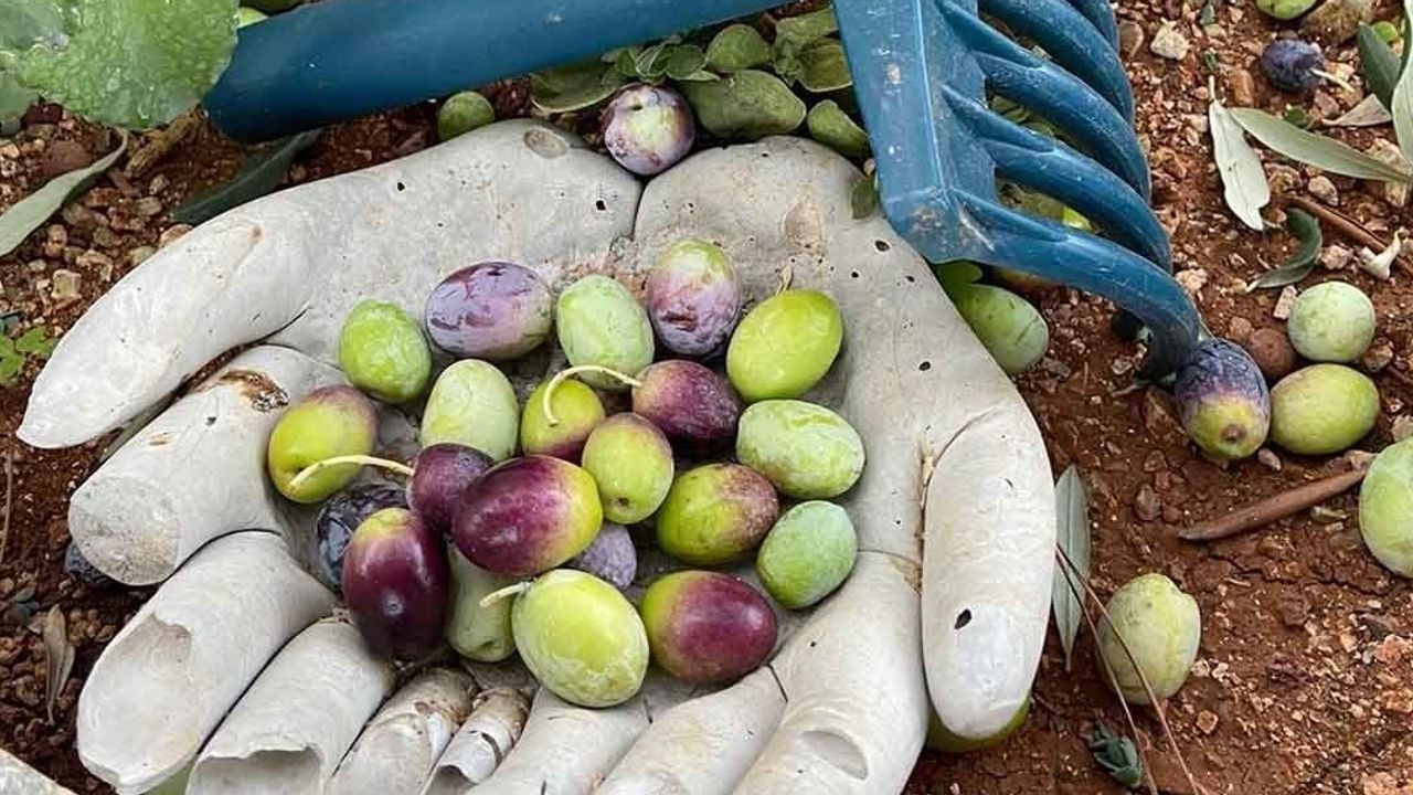 Güney Marmara'da zeytin hasadı başladı, üretici maliyete takıldı