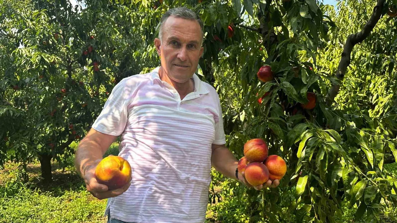 Gürsu'da geç dönem nektarin azalan arzla tarlada 30-40 liraya çıktı