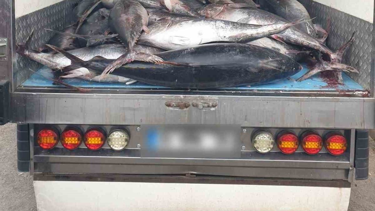 Güzelbahçe'de 3 ton kaçak mavi yüzgeçli orkinos ele geçirildi