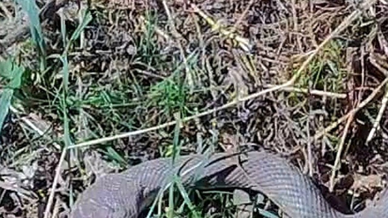 Hakkari tarlasından çıkan 1,5 metrelik kocabaş yılanı doğa bilincini gündeme taşıdı