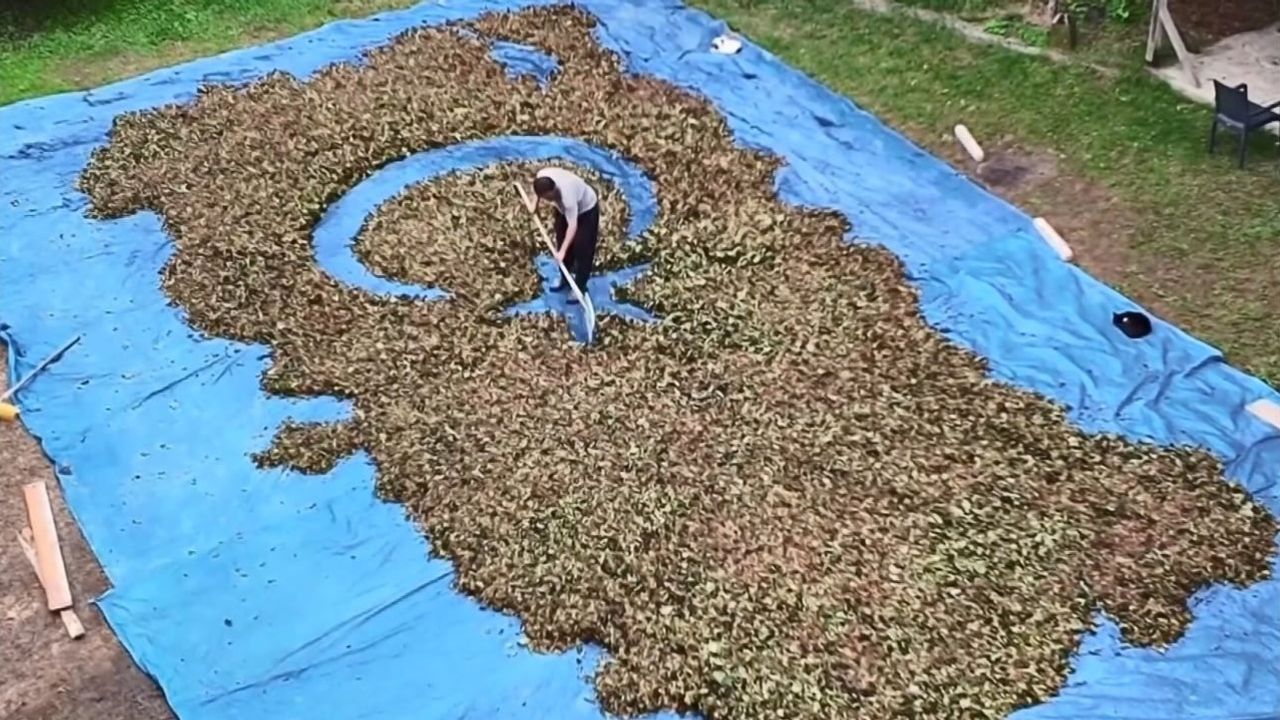 Harmanda sabırla resmediyor: fındıklarla ay-yıldız ve Türkiye haritası yapan çiftçi