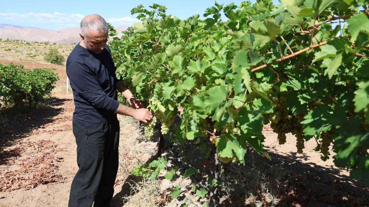 Harput Kurtdere'den Türkiye'ye: tescilli üzüm hasat hazırlığında