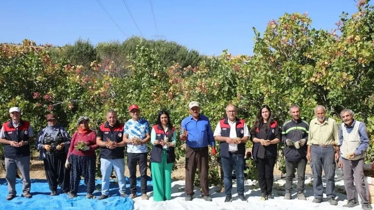 Harput'un fıstık bahçelerinde hasat başladı
