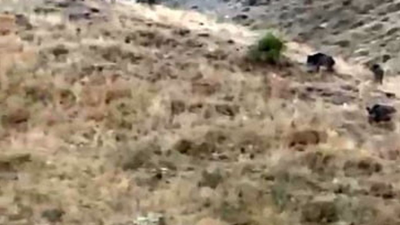 Hasada günler kala Sarıyıldız'da domuz sürüleri elma bahçelerini talan etti