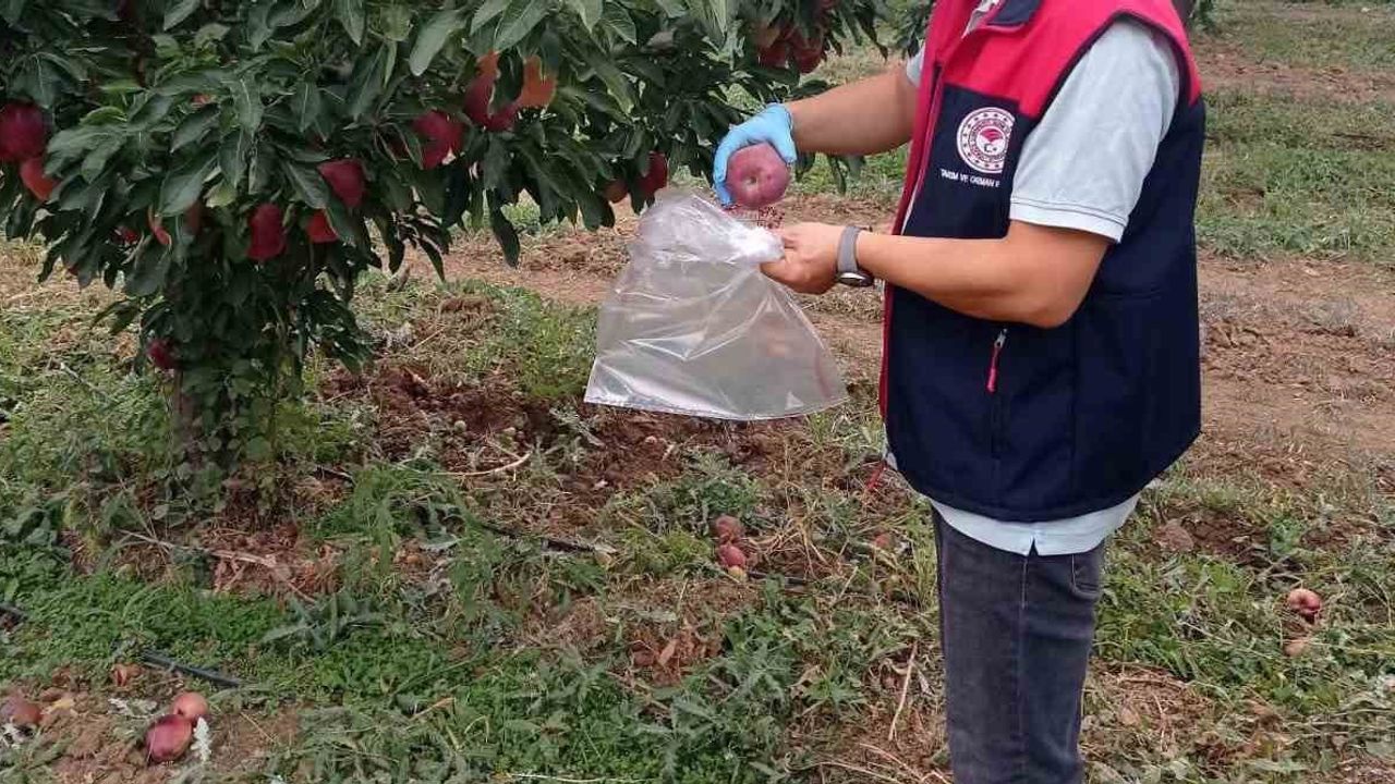 Hasada kısa süre kala çivril elmalarında pestisit denetimi