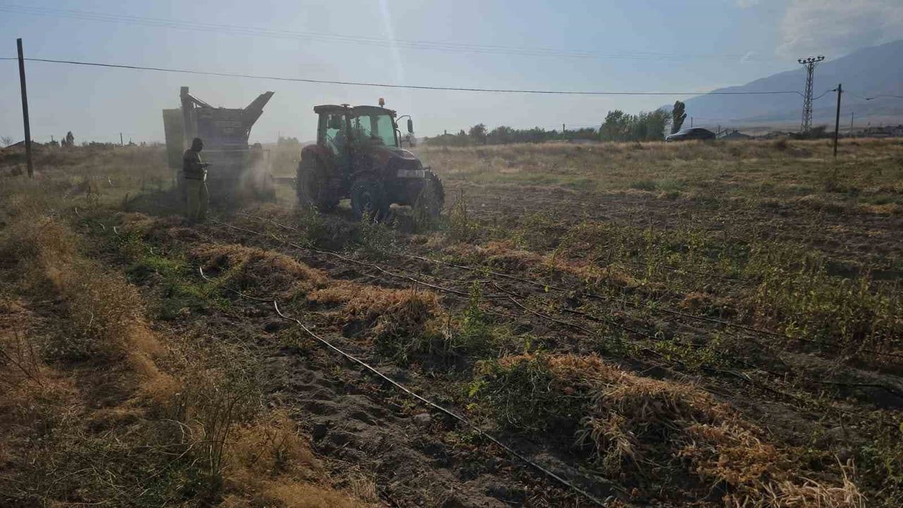Hasat başladı: Adilcevaz'ın fasulye tarlalarında bereket beklentisi