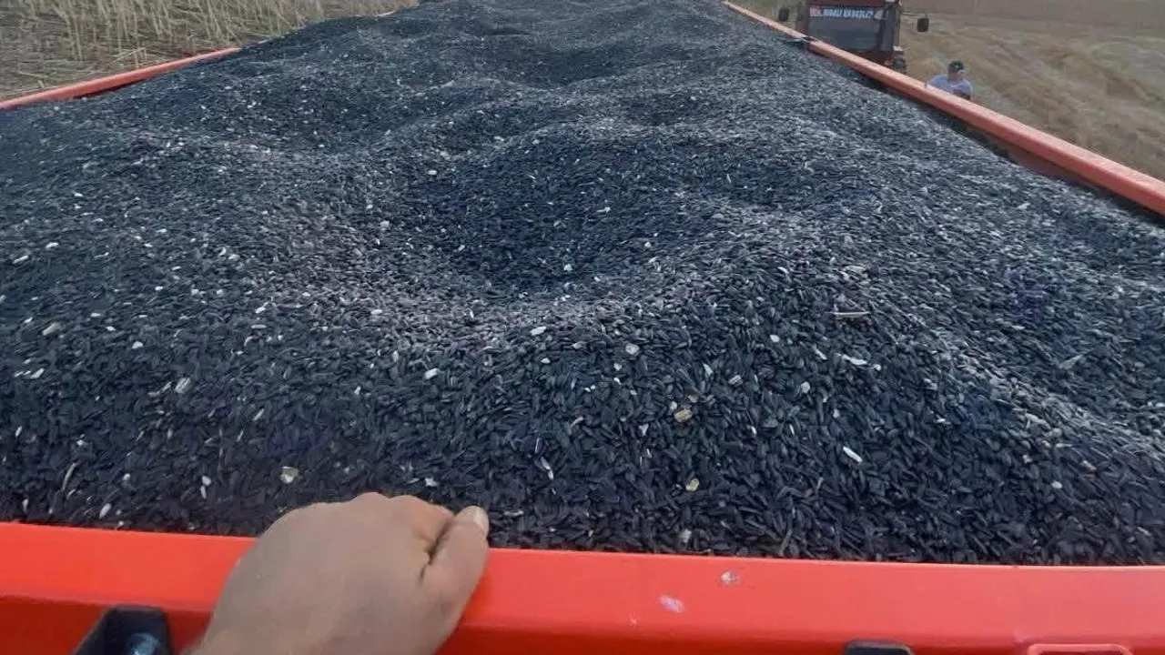 Hasat başladı: Hayrabolu'da biçerdöverlerde sıkı denetim