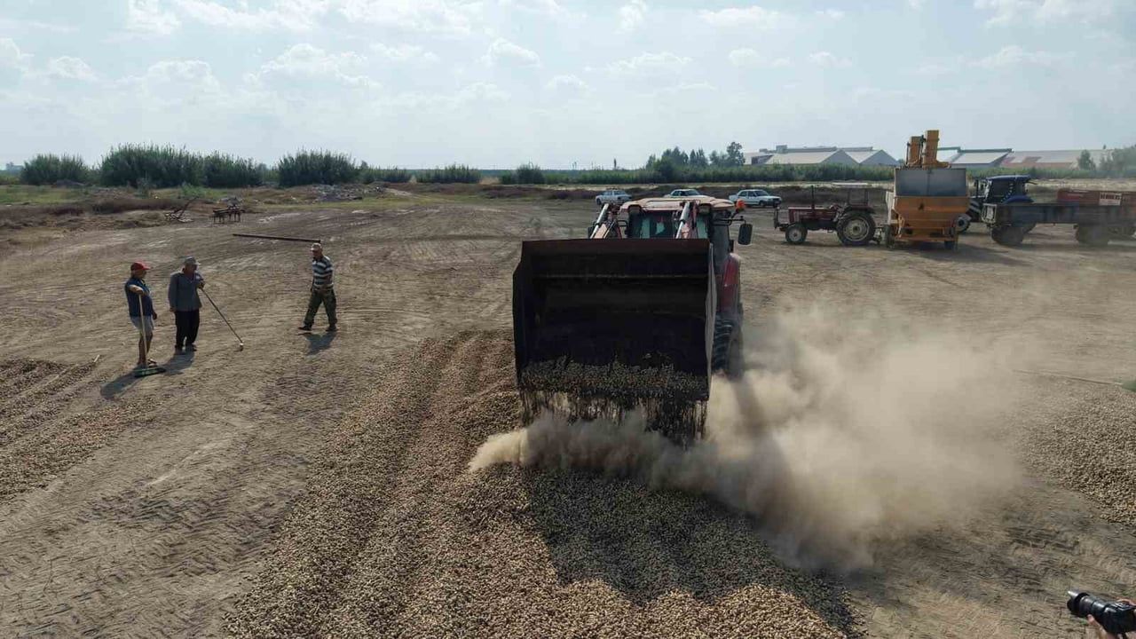 Hasat bereketi Adana'da kaldı: tüccar alımları durunca fiyatlar geriledi