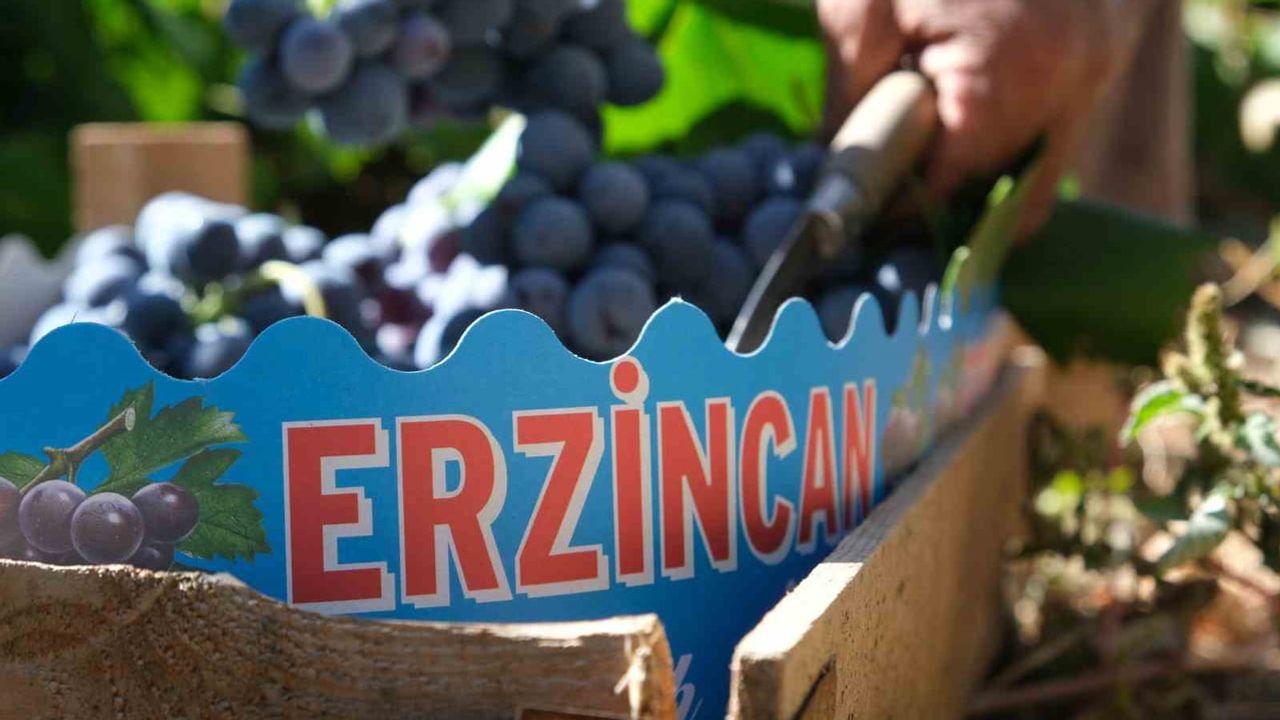 Hasat dalgası Cimin Üzümü fiyatlarını yarıya indirdi