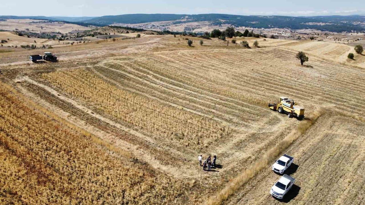 Hasat zinciri büyüyor: Borsa-20 yerel nohut sahasını genişletiyor