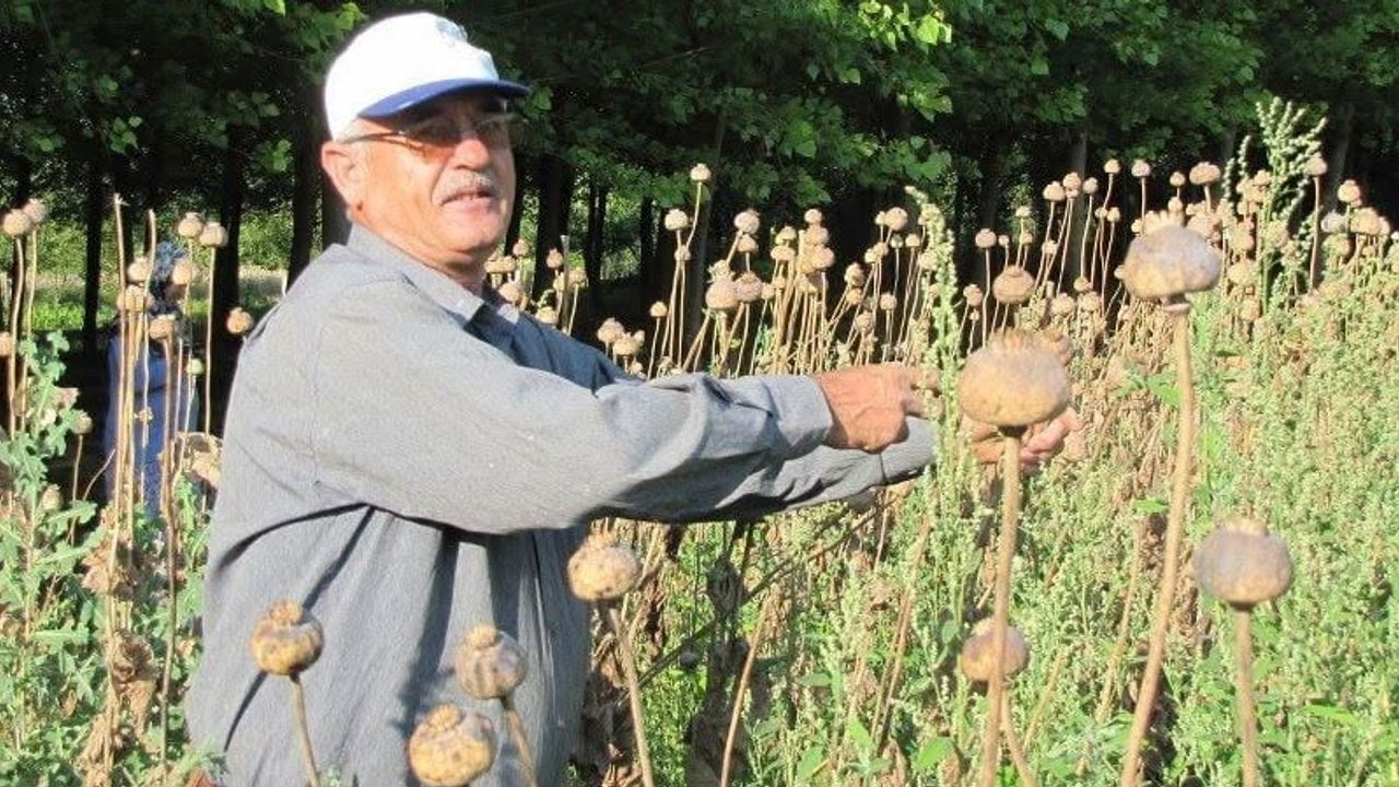Haşhaş tohumu alımlarının koşulları ve fiyatları açıklandı