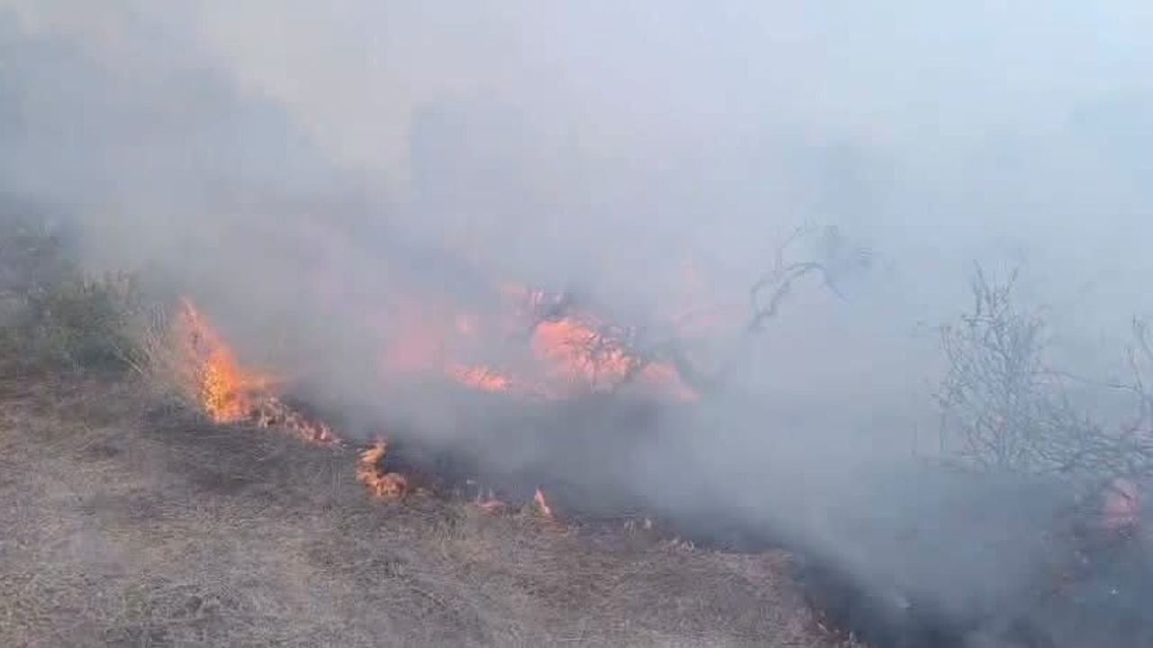 Hassa'da zeytinlik ve anız yangını kısa sürede kontrol altına alındı