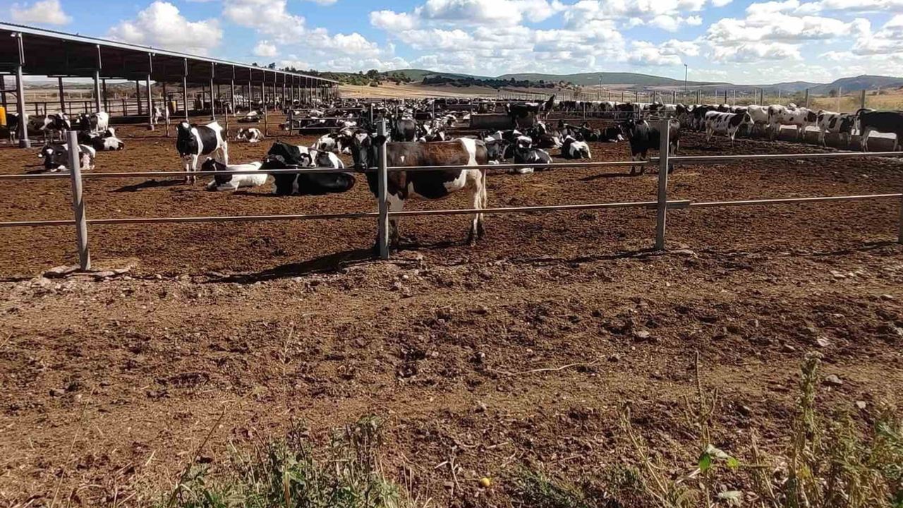 Hastalıktan ari işletmeler üreticilere çok yönlü avantaj sağlıyor