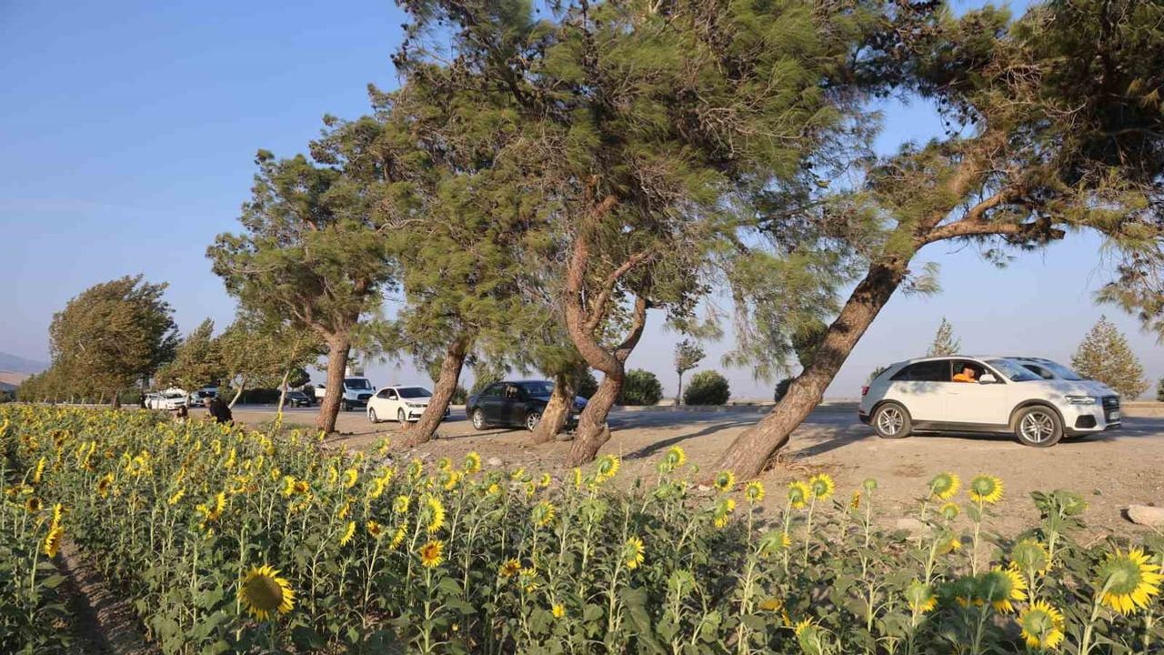 Hatay'da ayçiçek tarlası gün batımında doğal fotoğraf stüdyosuna dönüştü