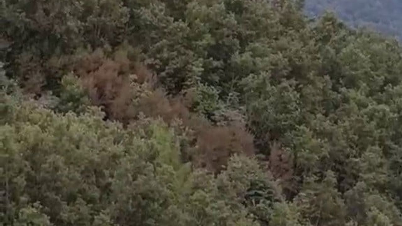 Hatay'da Gürlevik Yaylası'ndaki orman yangını ekiplerin müdahalesiyle kontrol altına alındı