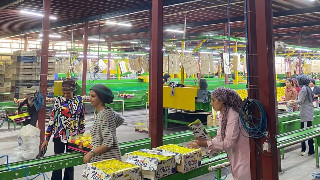 Hatay'da ihracata giden Mayer limonlarında pestisit denetimi sürüyor