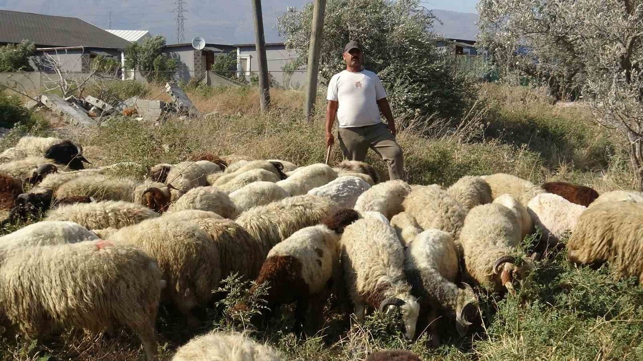 Hatay'da sıcağın arasında çobanlık: günde 10 litre su, 80 bin TL maaş da yetmiyor
