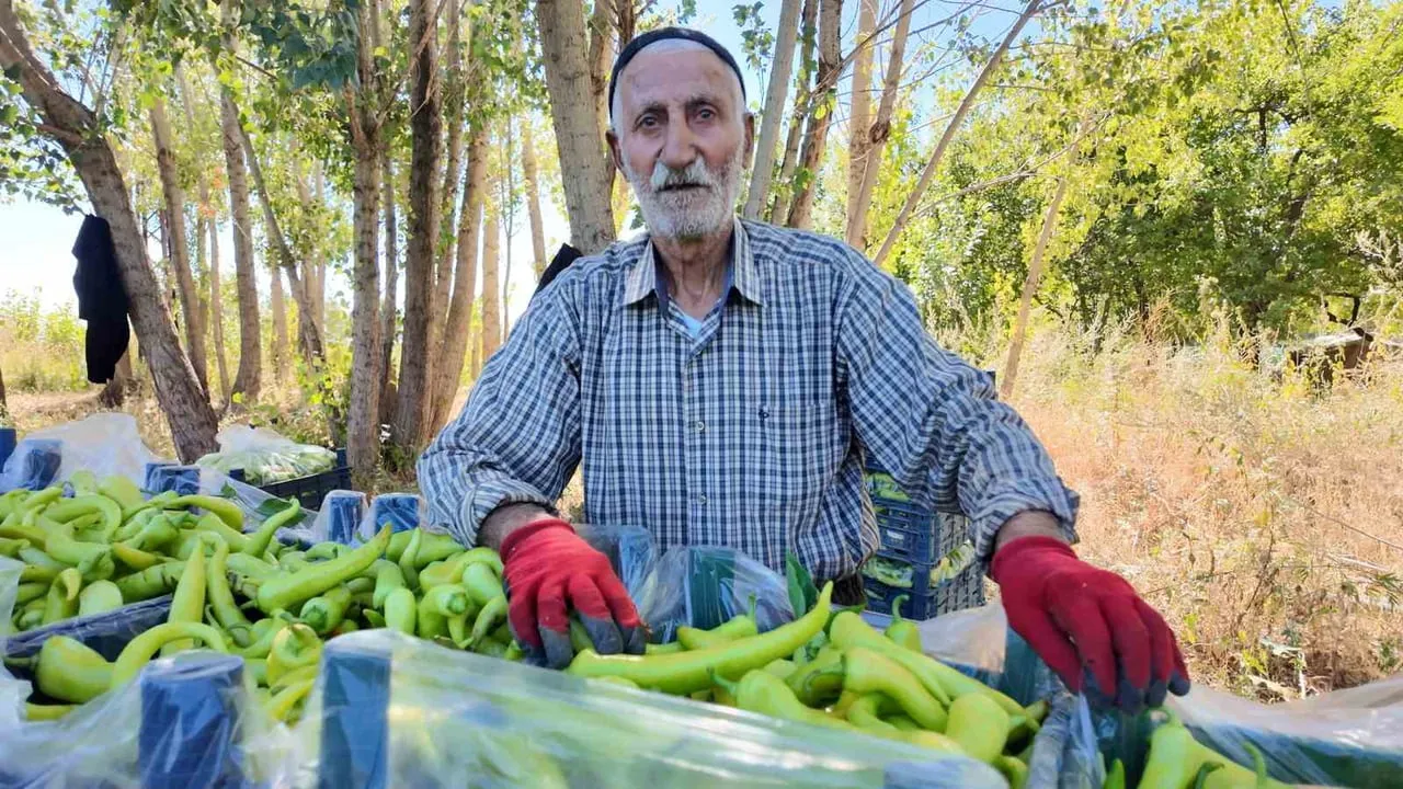 Hayata tarlada tutunan 86 yaşındaki çiftçinin biberleri bölgeye nefes oluyor