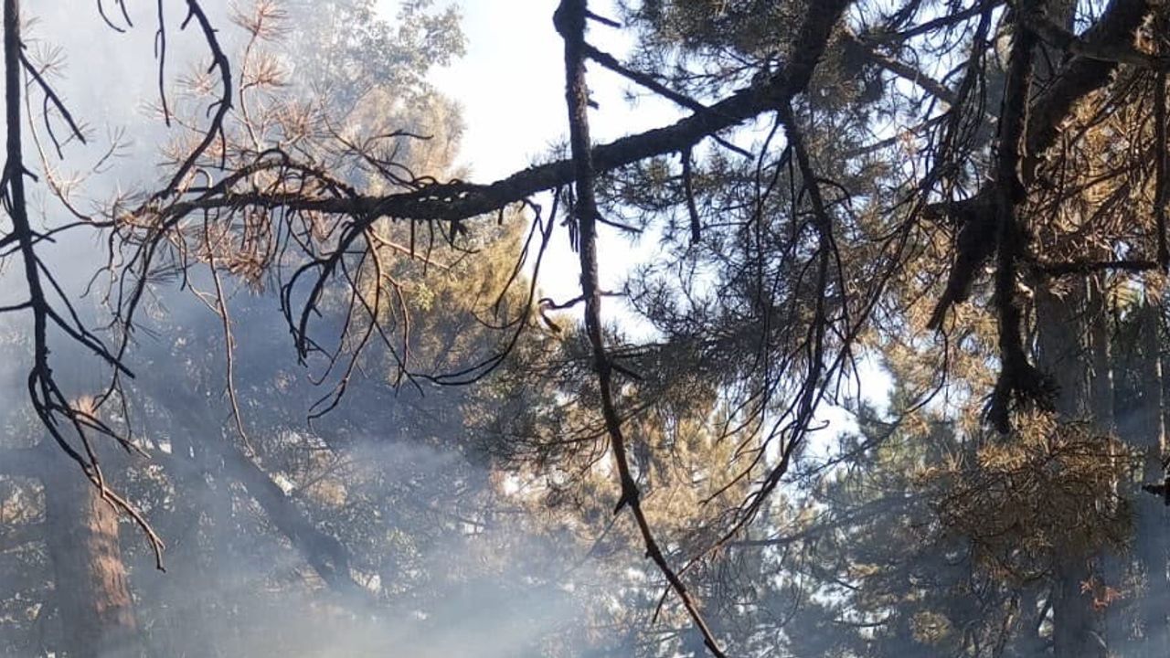Helikopter destekli müdahaleyle örtü yangını kontrol altına alındı; 50 dekar etkilendi