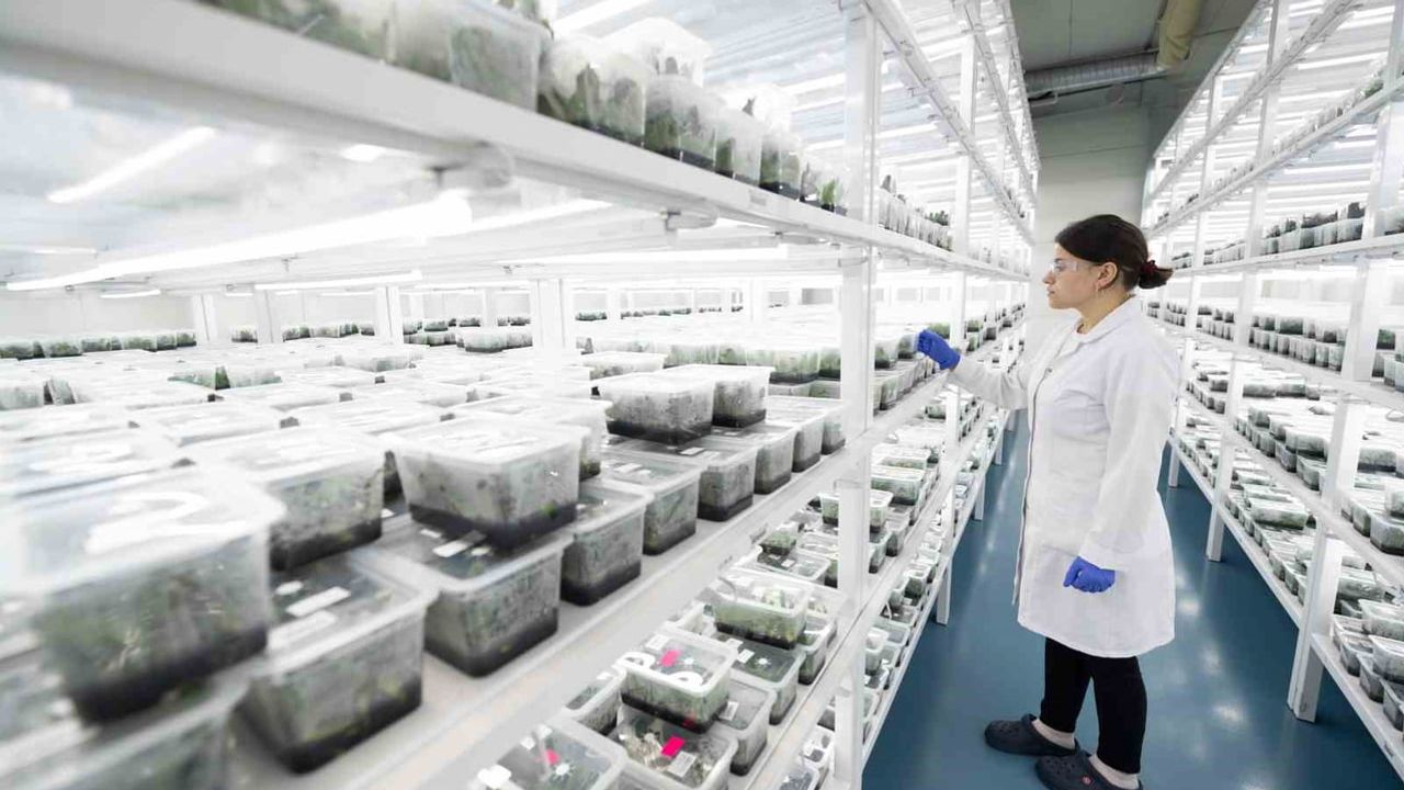 Hendek'ten dünyaya orkide: laboratuvardan Hollanda'ya kadın eliyle ihracat