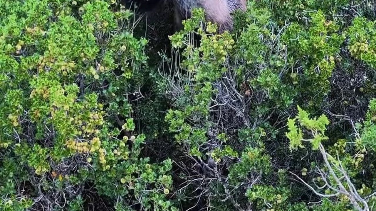 Honaz Dağı'nda asimetrik boynuzlu nadir yaban keçisi görüntülendi