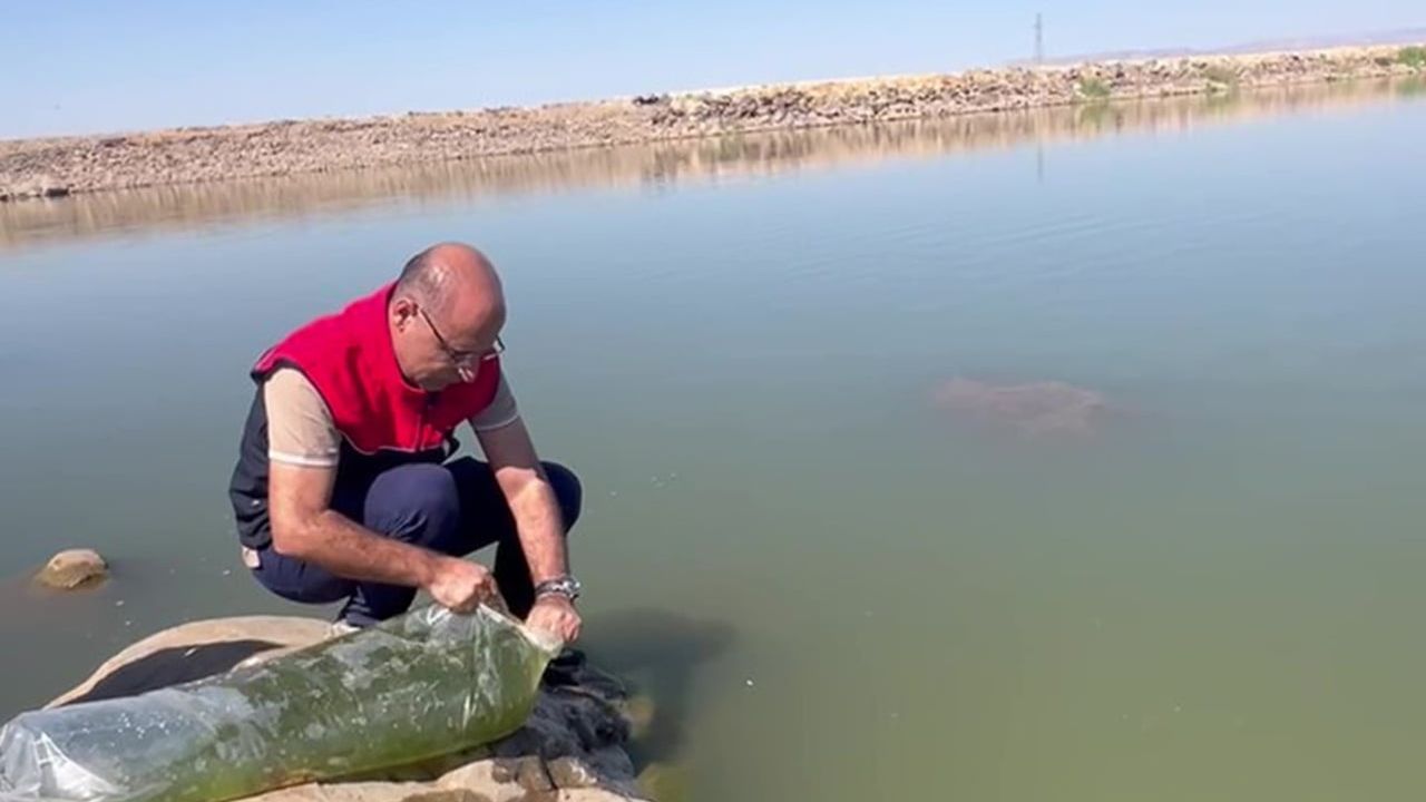 İdil'de ekolojik çeşitlilik hedefiyle Dirsekli göletine 100 bin yavru sazan bırakıldı