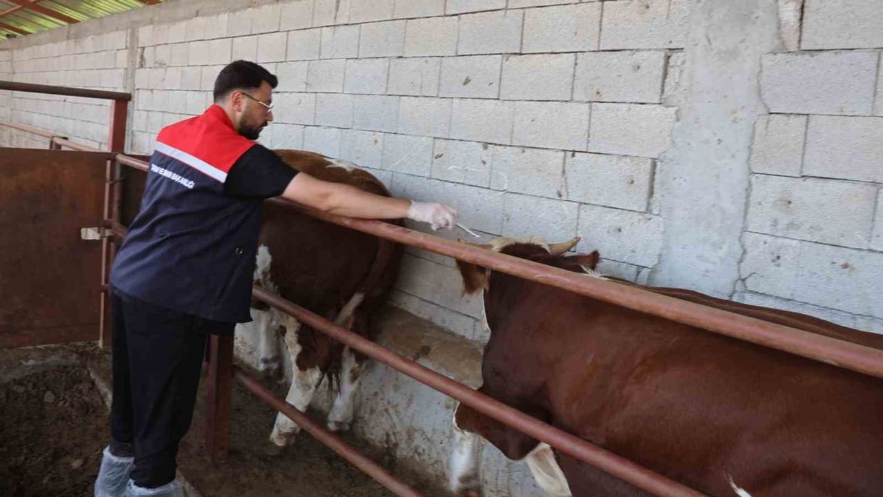 Iğdır'da sürüleri korumaya yönelik kapsamlı aşı ve dezenfeksiyon seferberliği
