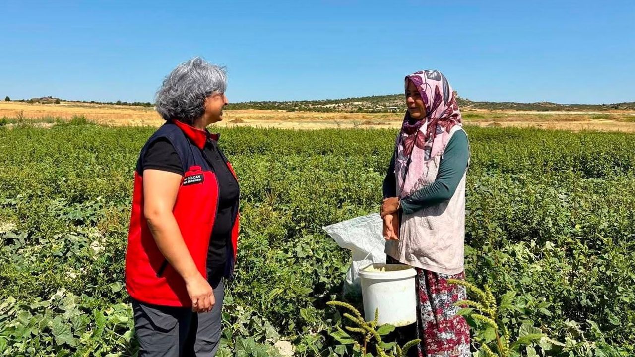 İhsaniye üreticileri turşuluk salatalık hasadında izlenebilirlik ve bilinçlendirmeye odaklandı