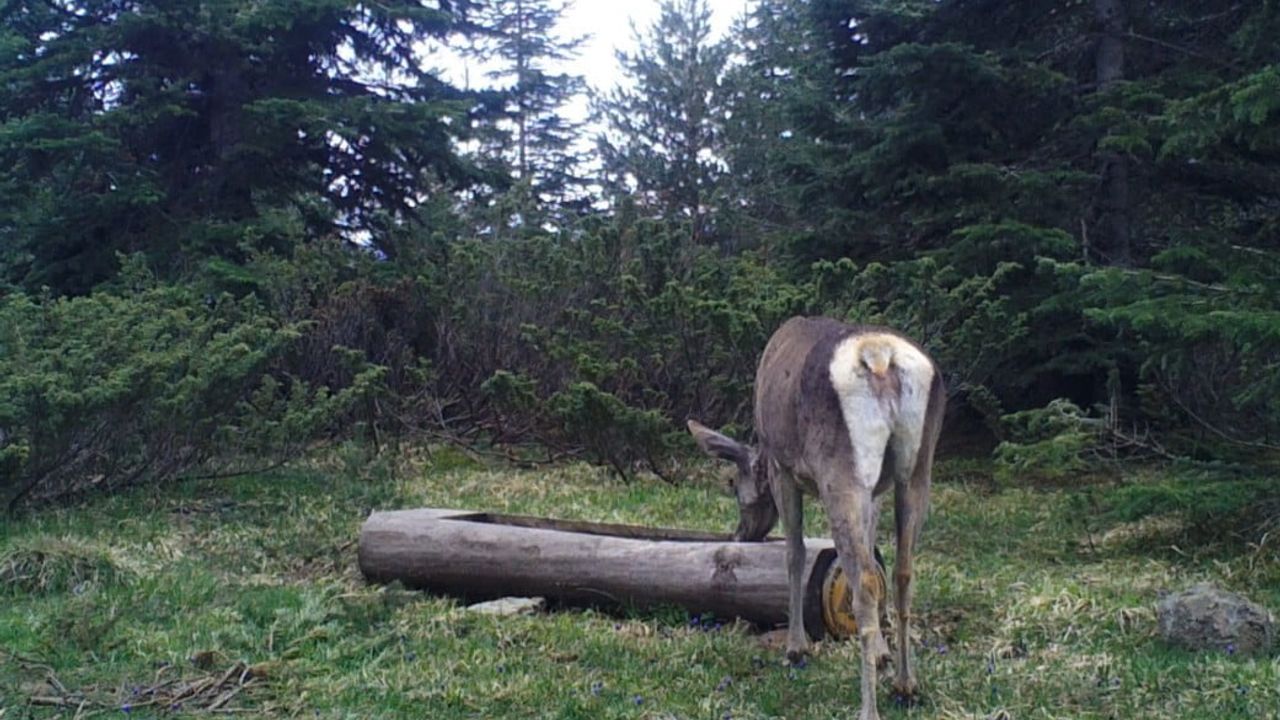 Ilgaz Dağı'nda çeşmeden su içen kızıl geyik doğanın zarafetini gösterdi