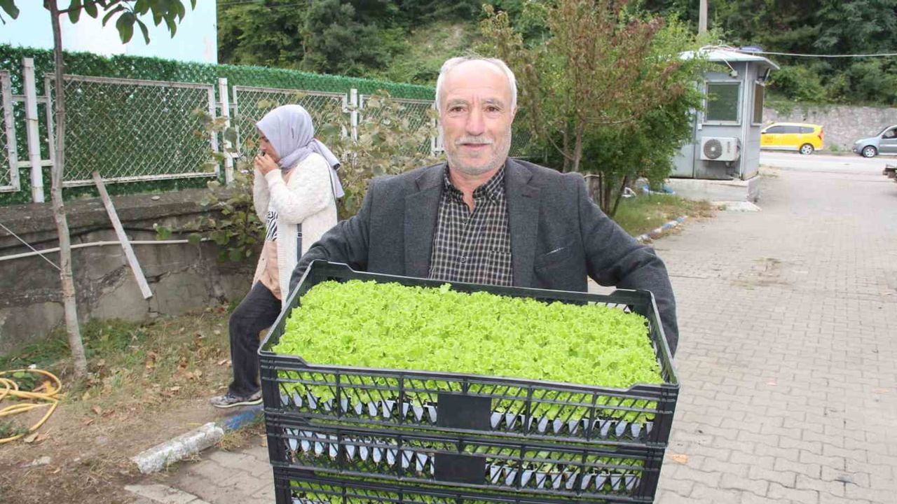 İnebolu'da çiftçilere yüzde 75 katkıyla 88 bin 400 sebze fidesi verildi