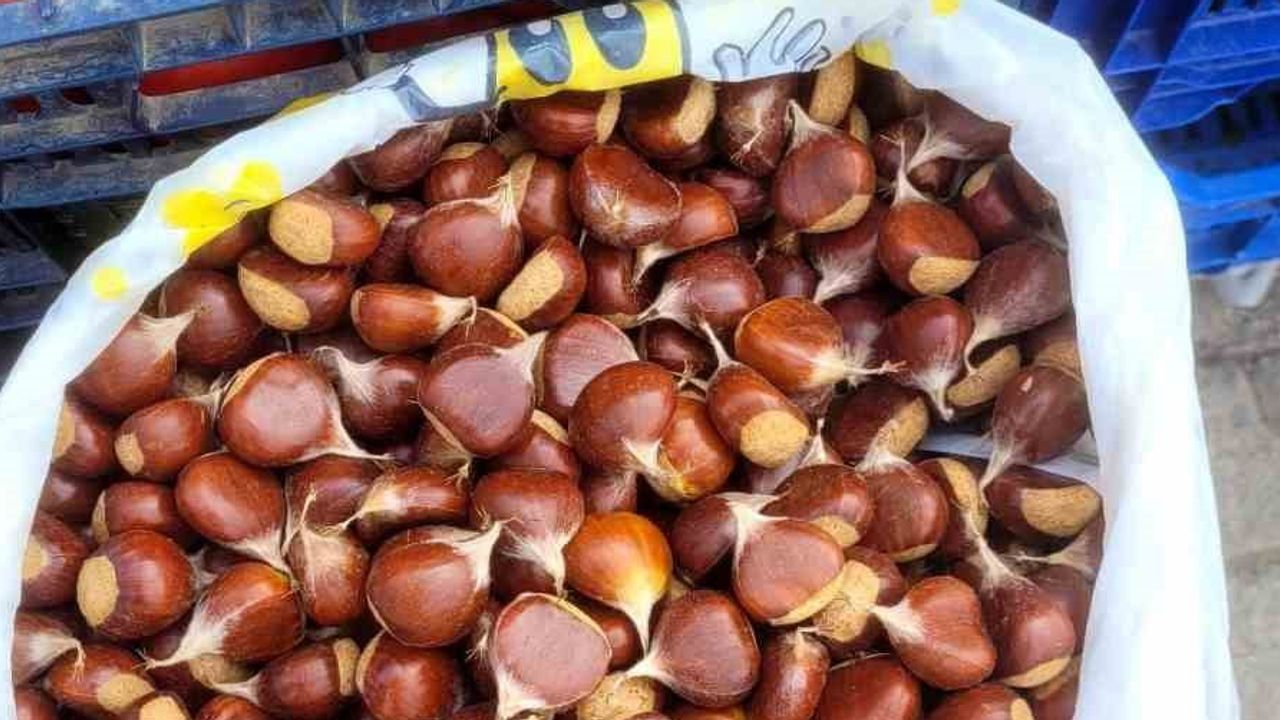 İnebolu’da kestane hasadı başladı; fiyat ve rekolte endişesi sürüyor