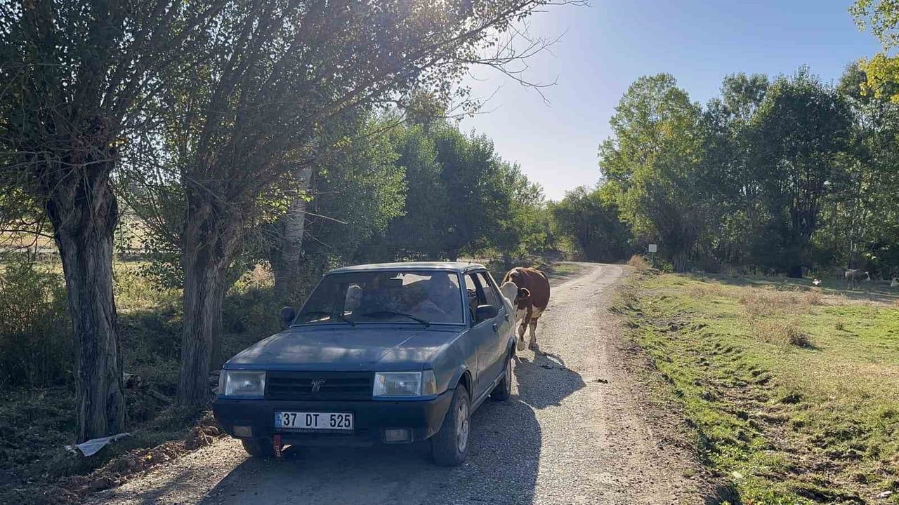 İneğin sadakati tarladan köye uzandı