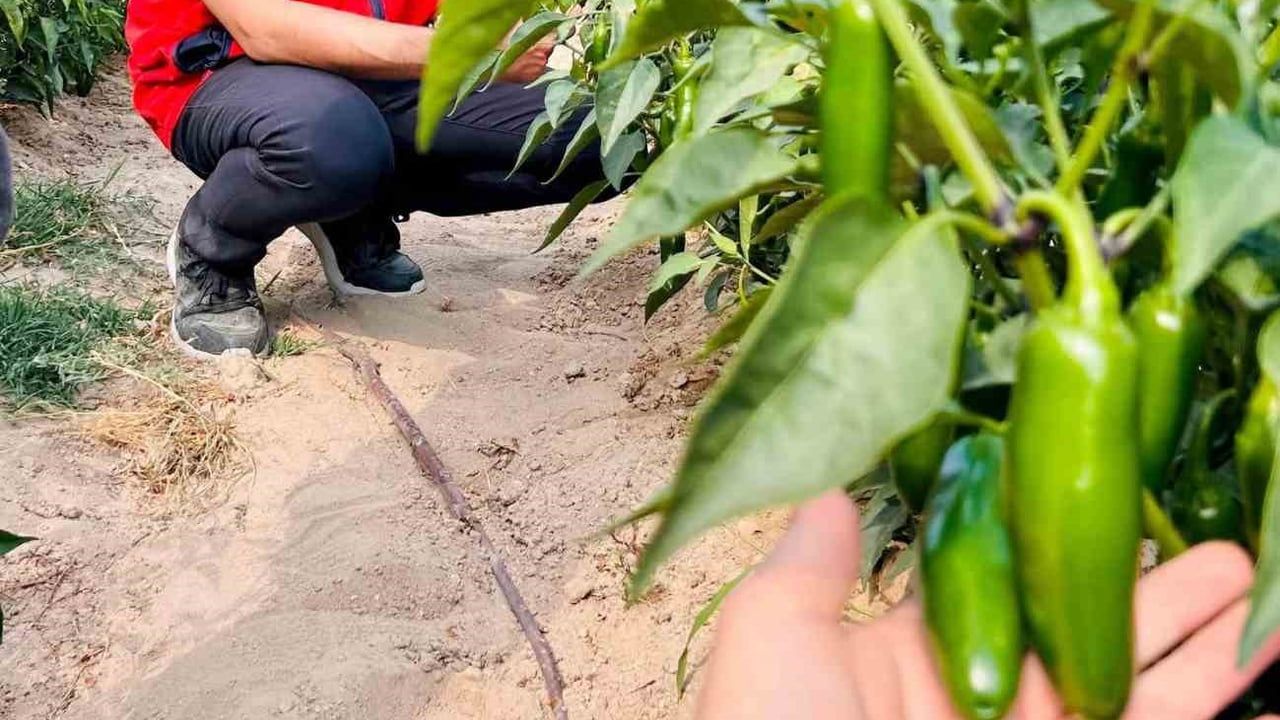 İscehisar'da jalapeno üretiminde kalite ve sağlık kontrolleri gerçekleştirildi