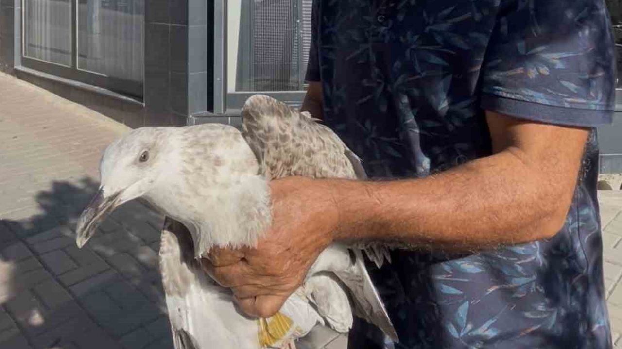 Isırılmasına rağmen şefkati sürdürdü: martıyı kucağına alıp su verdi
