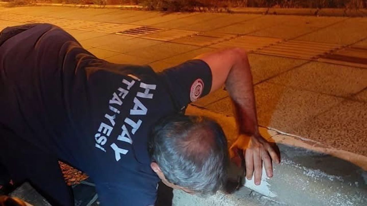İskenderun'da kurtarma seferi: itfaiye mahsur kalan hayvanları güvenle tahliye etti