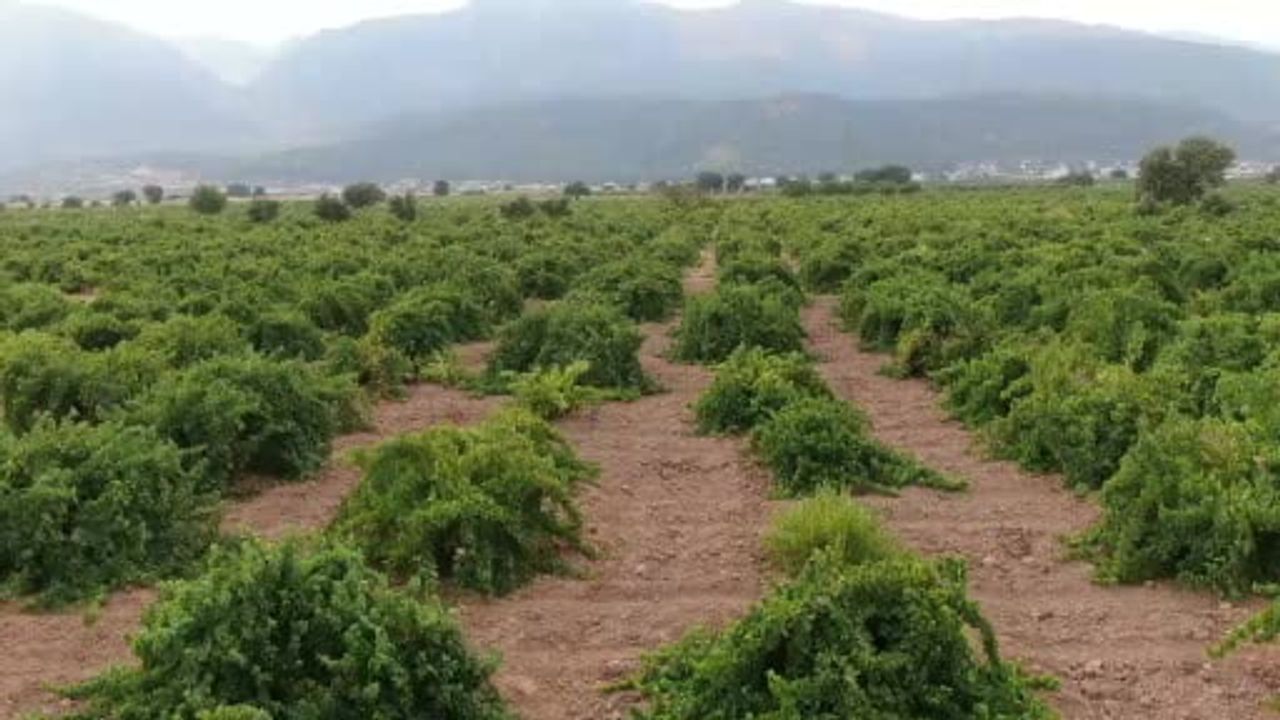İslahiye'de hatun parmağı ve Antep karası üzümünde hasat başladı