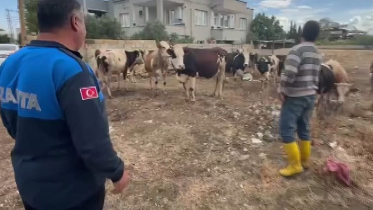 İslahiye'de kaybolan 17 büyükbaş kulak küpesiyle sahibine teslim edildi