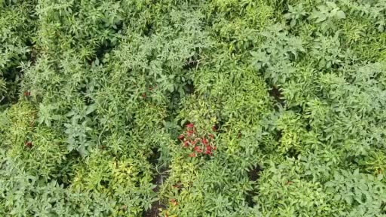 İslahiye'de kırmızı biber sezonu başladı: tarladan fabrikaya emek ve gelir