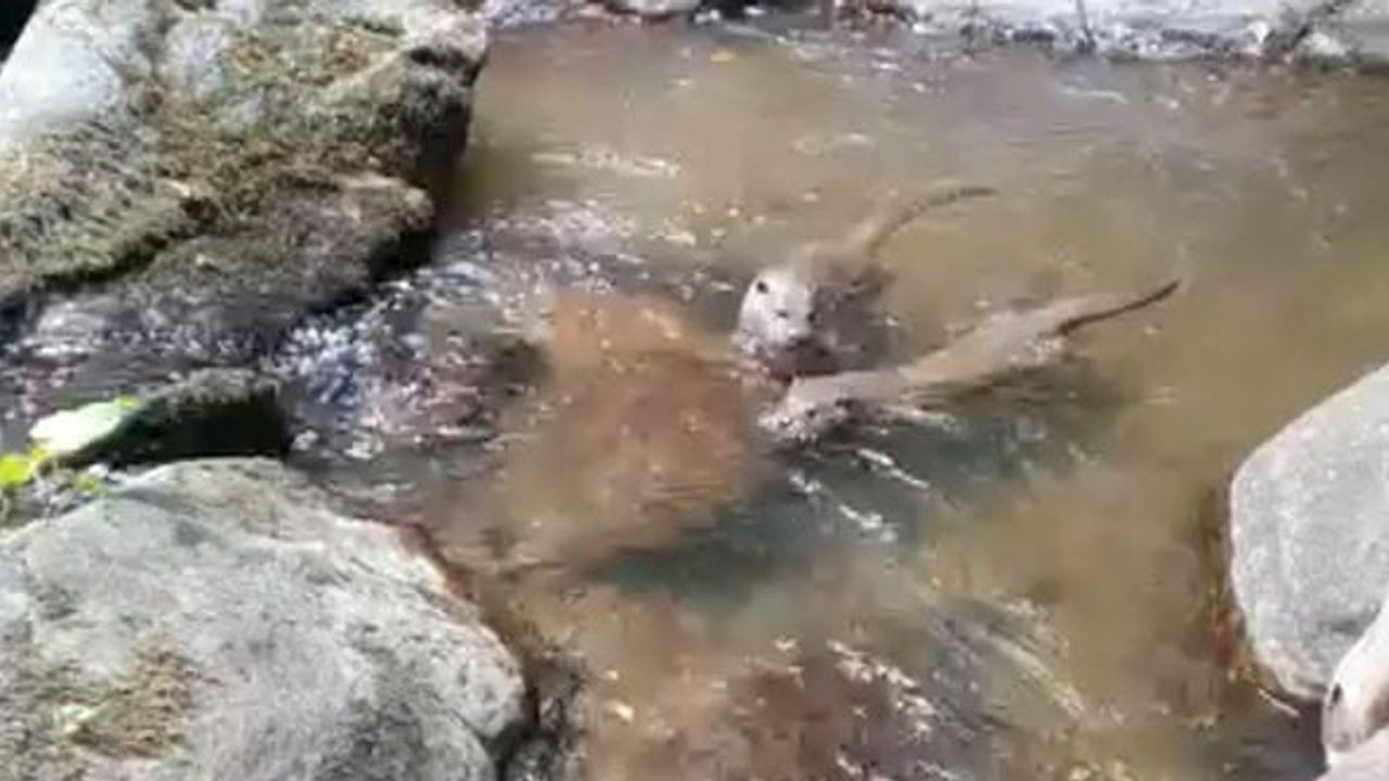 Istranca'da dere ekosistemini renklendiren su samurları