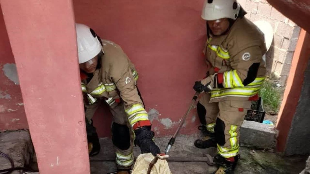 İtfaiyenin müdahalesiyle Erzin’de evdeki yılan güvenle doğaya bırakıldı