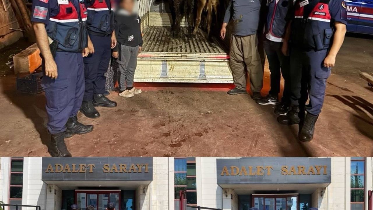 Jandarma pazar izinden gitti: çalınan hayvanlardan üçü sahibine verildi