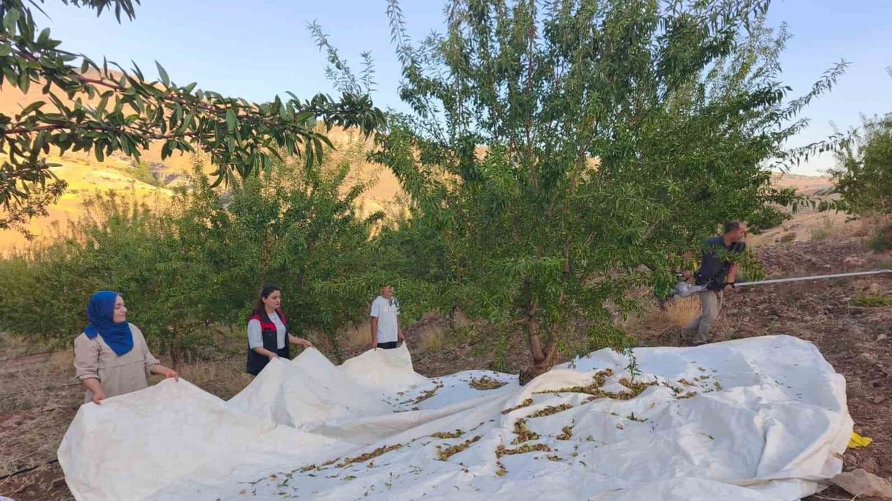 Kadın üretici toprağı berekete çevirdi: atıl arazi badem bahçesine dönüştü