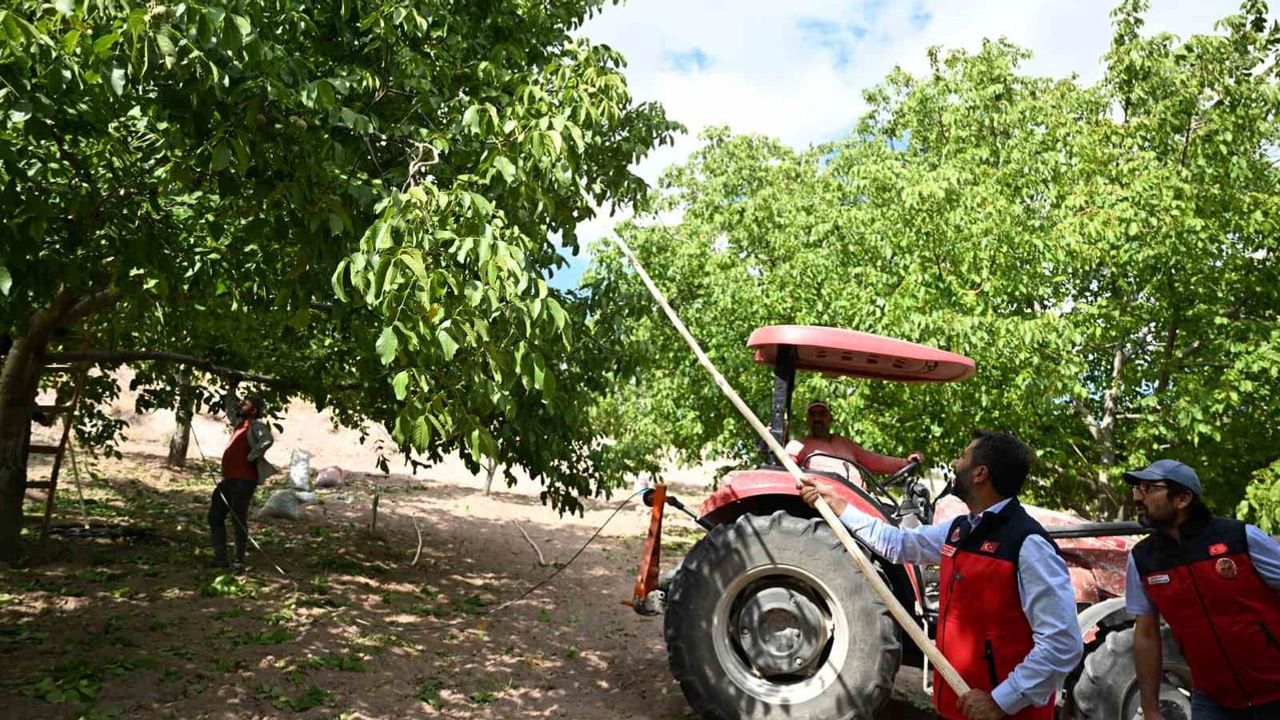 Kahramanmaraş'ta ceviz sezonu başladı: Çağlayancerit'ten ihracata uzanan yol