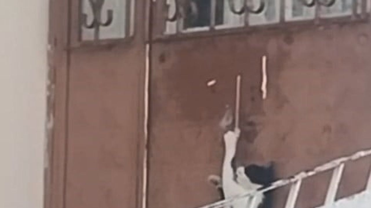 Kapı koluna asılı ipi çekip içeri giren kedi ev sahibinin kamerasına yakalandı