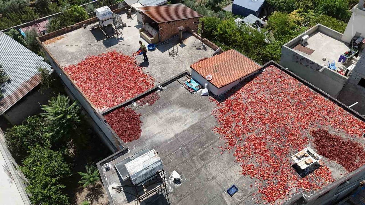 Kapya biberin kırmızı mesaisi Amik Ovası'nda kadınlar sıcağa direniyor