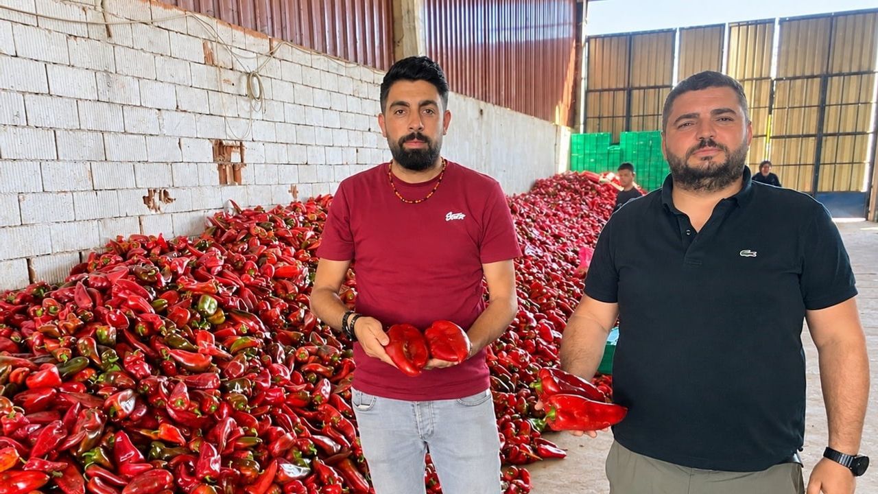 Kapya biberinde bereket fiyatları düşürdü