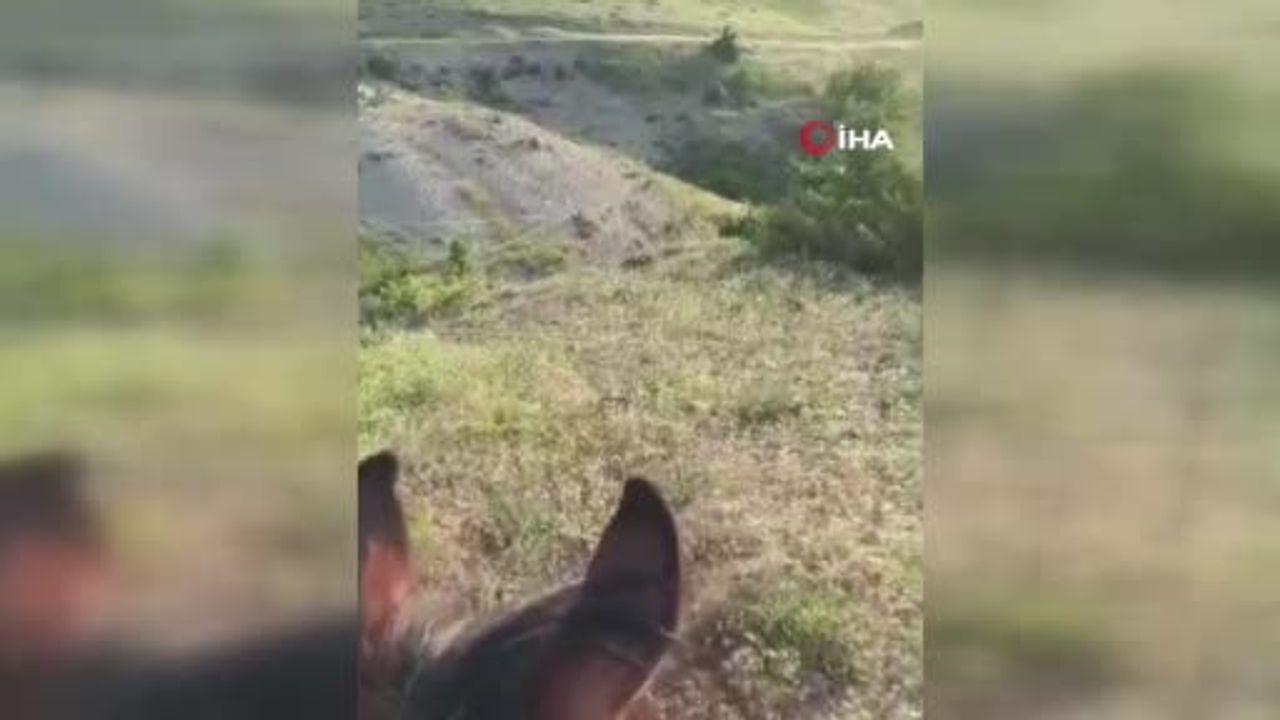 Karabörk köyünde karlı arazide domuz sürüsü görüldü