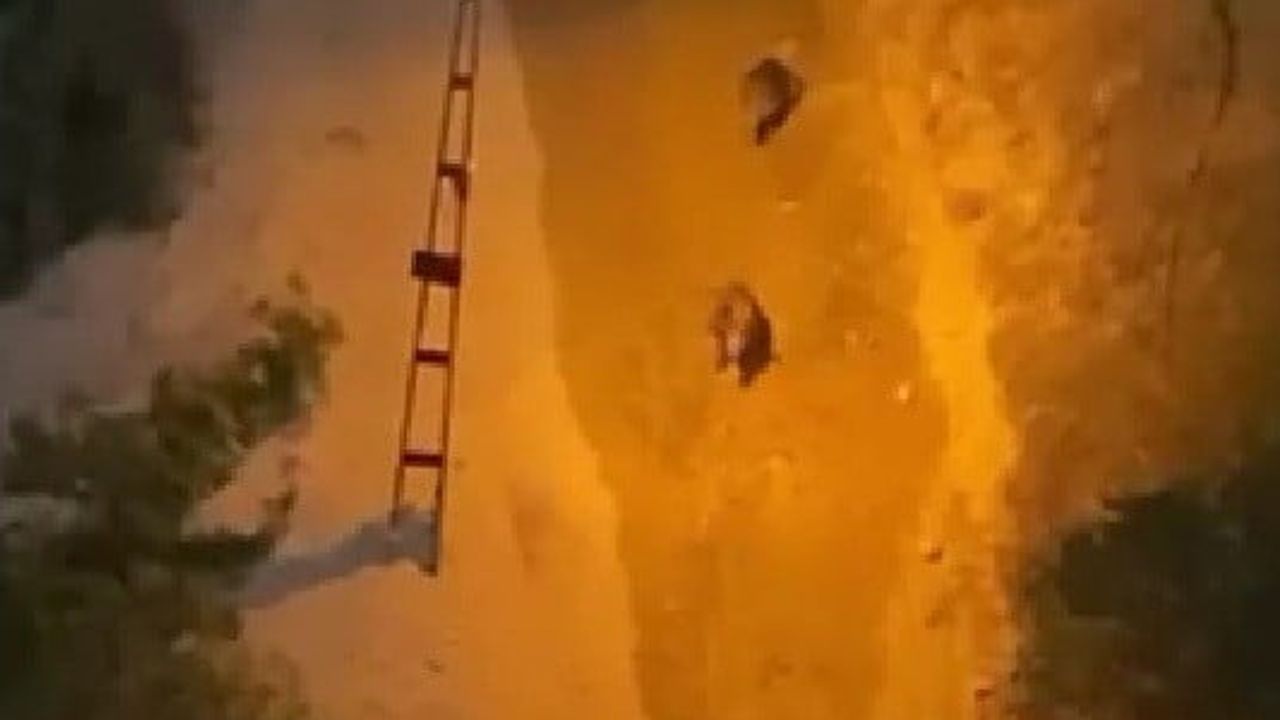 Karabük'te cep telefonu kaydı: Bulak Kanyonu'nda yaban domuzlarının mücadelesi