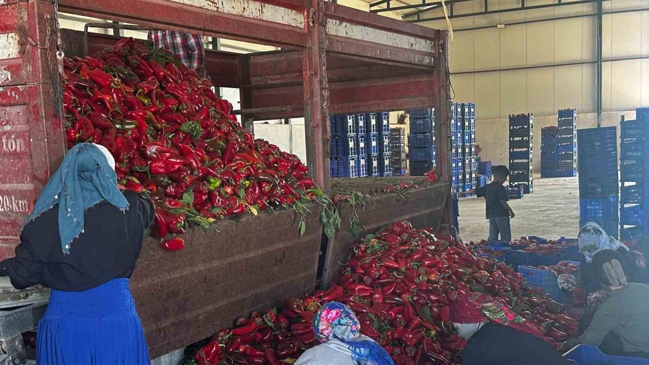 Karacabey biberi ev yapımı salçanın favorisi, üreticiler fiyat baskısıyla karşı karşıya